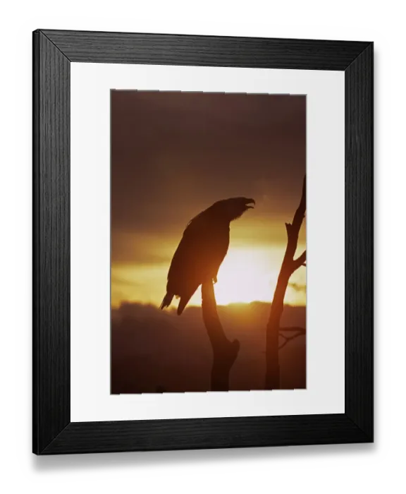 Framed Print : Bald Eagle, Haliaeetus leucocephalus, Homer, Alaska, winter Framed Print : Bald Eagle, Haliaeetus leucocephalus, Homer, Alaska, winter