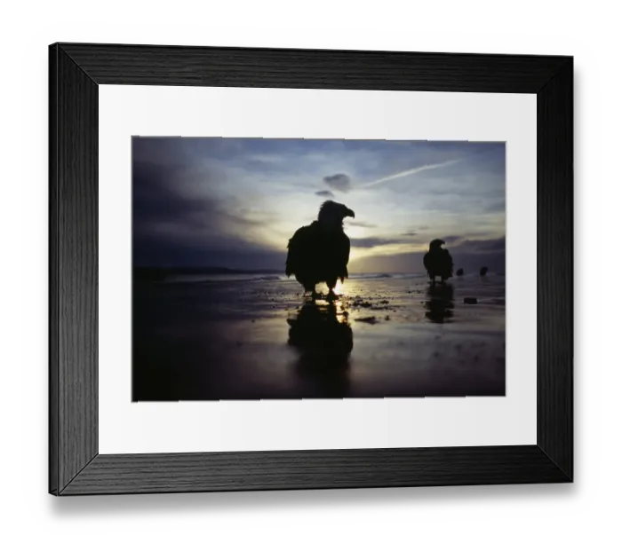 Framed Print : Bald Eagle, Haliaeetus leucocephalus, Homer, Alaska, winter Framed Print : Bald Eagle, Haliaeetus leucocephalus, Homer, Alaska, winter