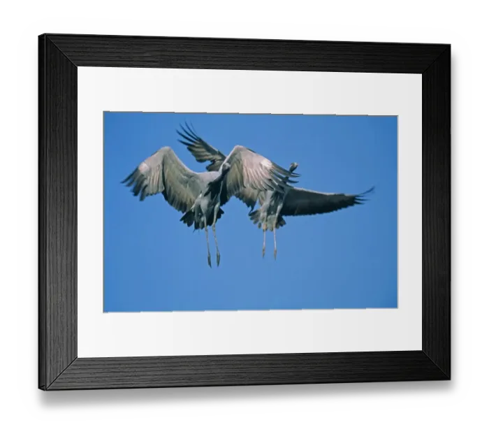 Framed Print : Demoiselle Cranes, Anthropoides virgo, pair coming into land, Khichan, India, November Framed Print : Demoiselle Cranes, Anthropoides virgo, pair coming into land, Khichan, India, November