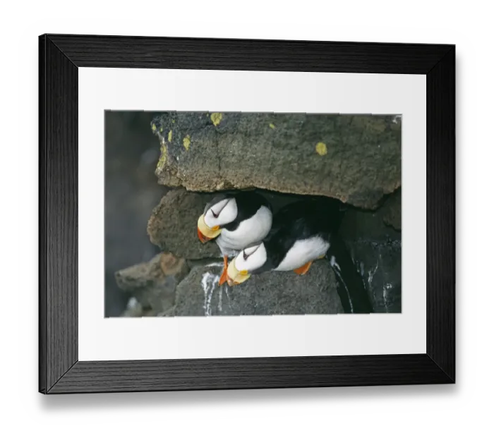 Framed Print : Horned Puffin, Fratercula corniculata, pair, St Paul Island, Pribilof Islands, Bering Sea Framed Print : Horned Puffin, Fratercula corniculata, pair, St Paul Island, Pribilof Islands, Bering Sea