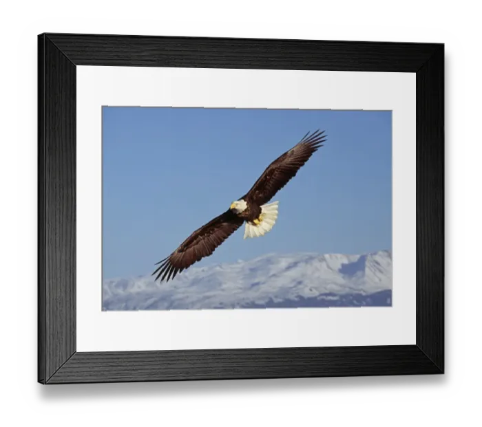 Framed Print : Bald Eagle, Haliaeetus leucocephalus, Homer, Alaska, winter Framed Print : Bald Eagle, Haliaeetus leucocephalus, Homer, Alaska, winter