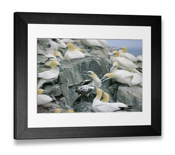 Framed Print : Gannets, Sula bassana, in territorial dispute, Bass Rock, Firth of Forth, Scotland Framed Print : Gannets, Sula bassana, in territorial dispute, Bass Rock, Firth of Forth, Scotland