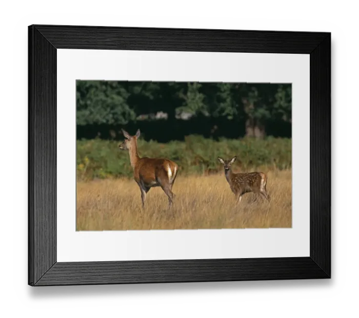 Framed Print : Red Deer, Cervus elaphus, hind and fawn, autumn, UK Framed Print : Red Deer, Cervus elaphus, hind and fawn, autumn, UK