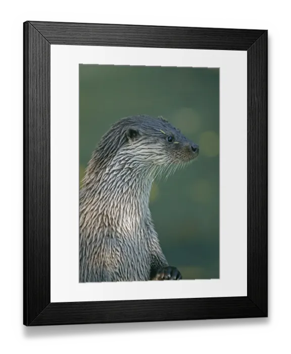 Framed Print : Otter, Lutra lutra, Shertland, Scotland, summer Framed Print : Otter, Lutra lutra, Shertland, Scotland, summer