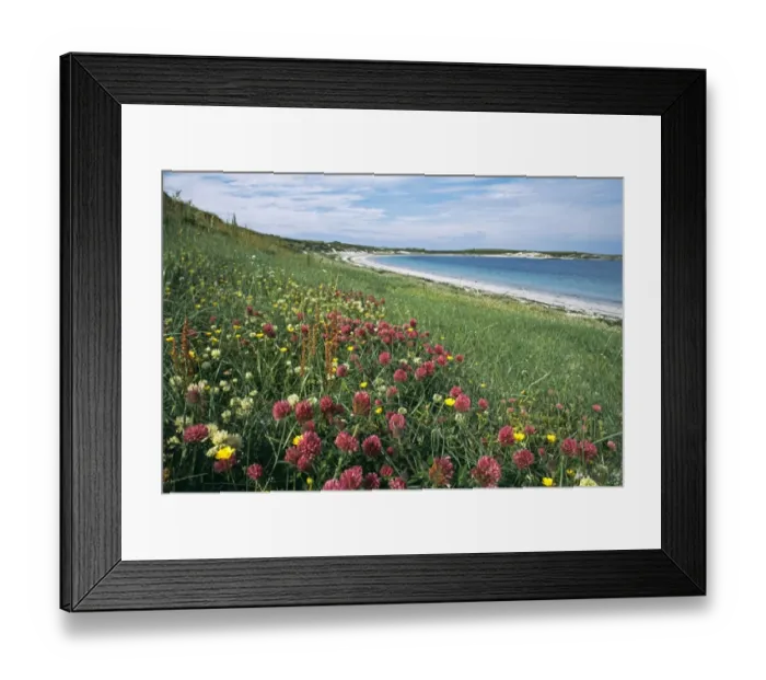 Framed Print : wildflowers including clovers etc growing on Machair, on Balranald RSPB Reserve, North Uist Framed Print : wildflowers including clovers etc growing on Machair, on Balranald RSPB Reserve, North Uist