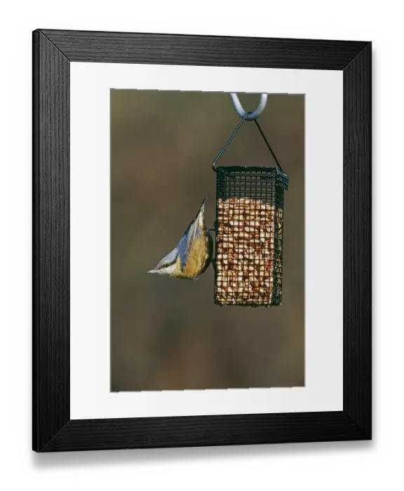 Framed Print : Nuthatch, Sitta europea, on garden nut feeder, Kent, UK, winter Framed Print : Nuthatch, Sitta europea, on garden nut feeder, Kent, UK, winter