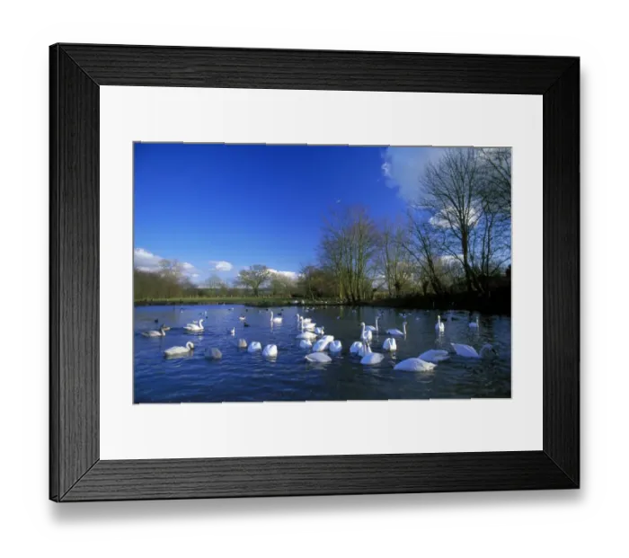 Framed Print : Bewicks Swans, Cygnus columbianus, Slimbridge, UK, winter Framed Print : Bewicks Swans, Cygnus columbianus, Slimbridge, UK, winter