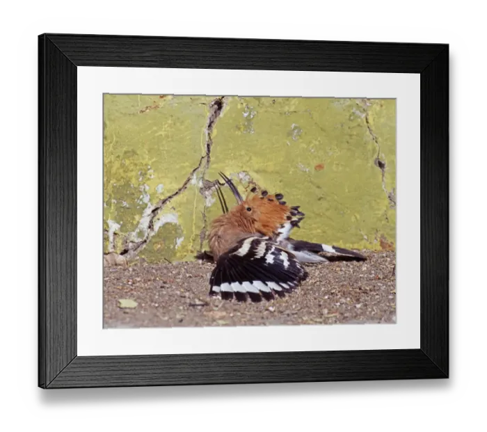 Framed Print : Hoopoe, Upupa epops, sun bathing, Spain Framed Print : Hoopoe, Upupa epops, sun bathing, Spain