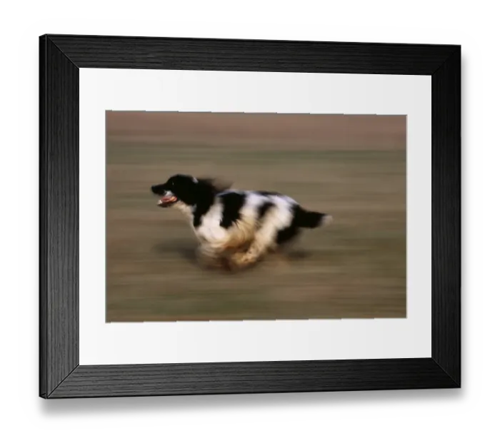 Framed Print : English Springer Spaniel running UK Framed Print : English Springer Spaniel running UK