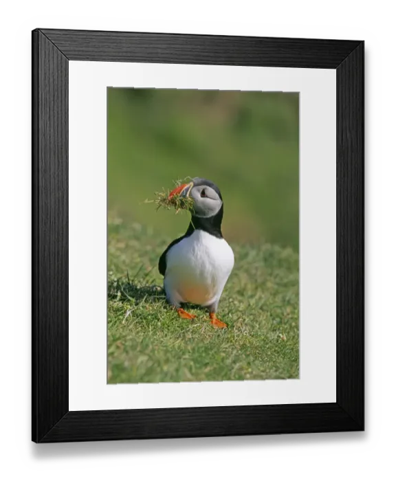 Framed Print : Puffin, Fratercula arctica, collecting nest material, Shetland, Scotland, June Framed Print : Puffin, Fratercula arctica, collecting nest material, Shetland, Scotland, June