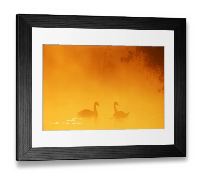 Framed Print : Mute Swan, Cygnus olor, UK, autumn Framed Print : Mute Swan, Cygnus olor, UK, autumn