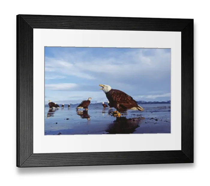 Framed Print : Bald Eagle, Haliaeetus leucocephalus, Homer, Alaska, winter Framed Print : Bald Eagle, Haliaeetus leucocephalus, Homer, Alaska, winter