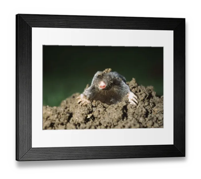 Framed Print : Mole emerging from mole hill UK Framed Print : Mole emerging from mole hill UK