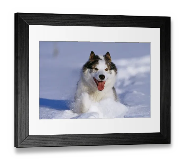 Framed Print : Husky dog, running through snow, Alaska Framed Print : Husky dog, running through snow, Alaska