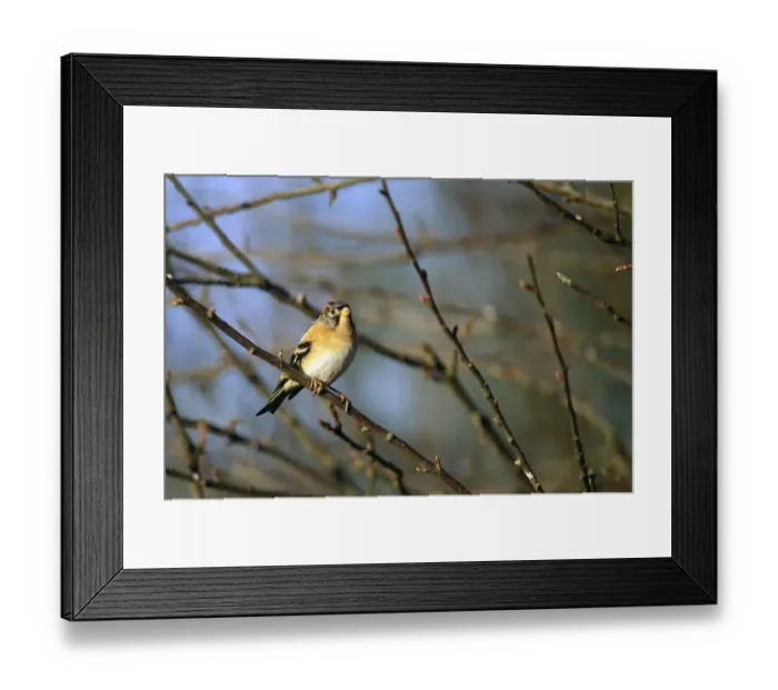 Framed Print : Brambling, Fringilla montfringilla, Kent, winter Framed Print : Brambling, Fringilla montfringilla, Kent, winter