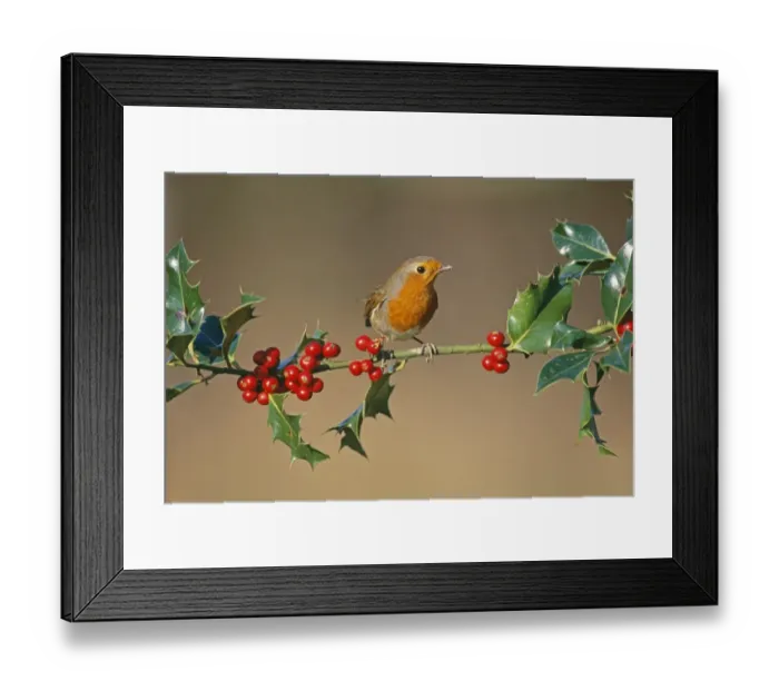 Framed Print : Robin, Erithacus rubecula on holly, UK Framed Print : Robin, Erithacus rubecula on holly, UK