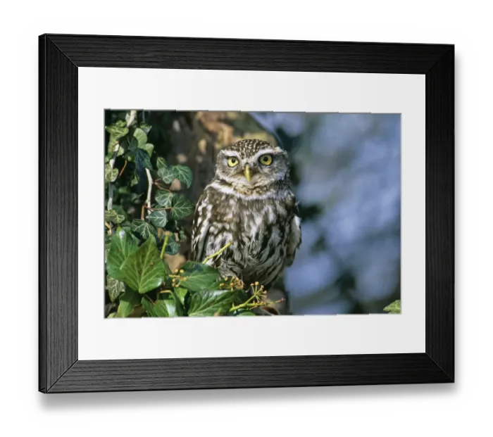 Framed Print : Little Owl, Athene noctua, Sussex, UK Framed Print : Little Owl, Athene noctua, Sussex, UK
