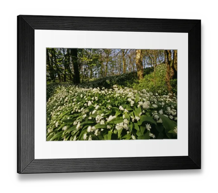 Framed Print : Ramsons (Wild Garlic), Stackpole Woods, Pembrokeshire, Wales, spring