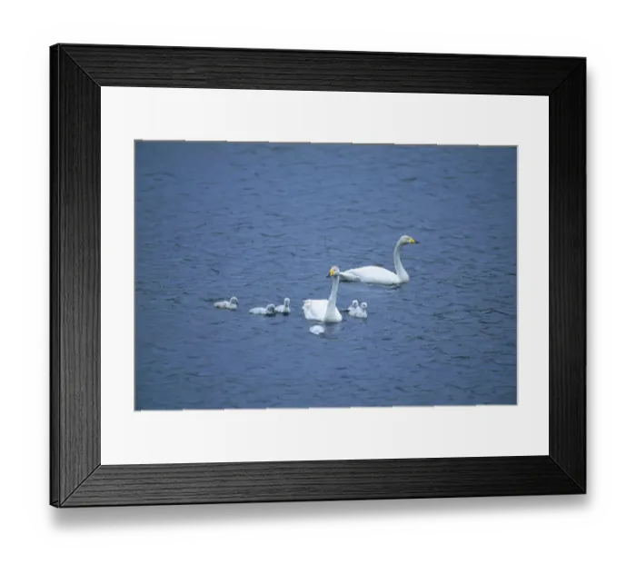 Framed Print : Whooper Swan, Cynus cygnus, pair with cygnets, Tingwall Loch, Shetland, Scotland, 2003 Framed Print : Whooper Swan, Cynus cygnus, pair with cygnets, Tingwall Loch, Shetland, Scotland, 2003