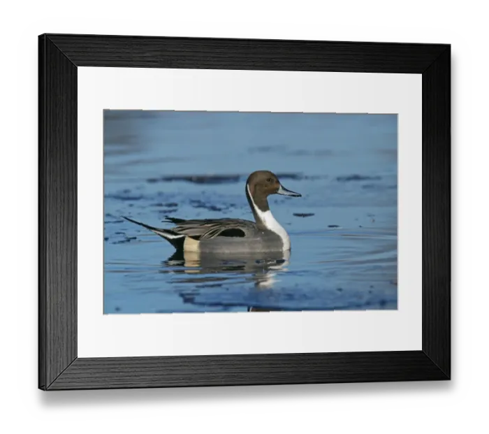 Framed Print : Pintail, Anas acuta, male on icy pond, UK, winter Framed Print : Pintail, Anas acuta, male on icy pond, UK, winter