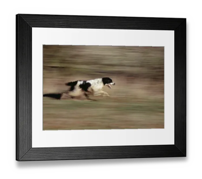 Framed Print : Springer Spaniel running Framed Print : Springer Spaniel running