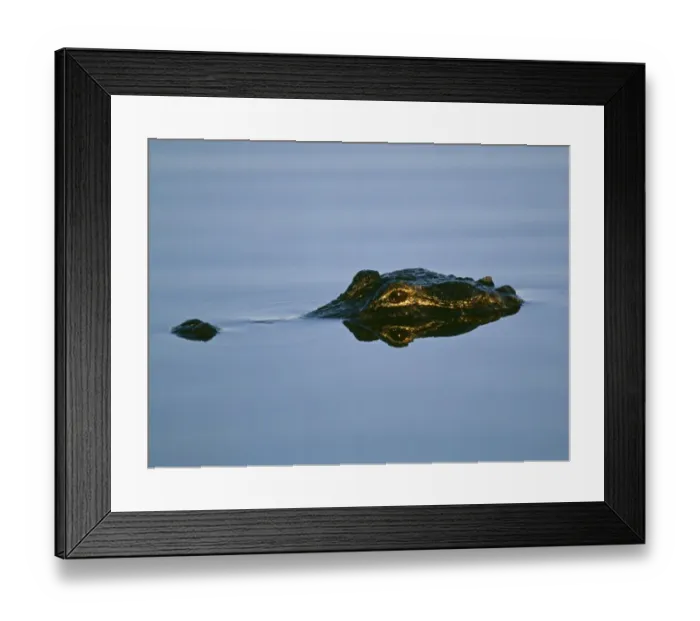 Framed Print : American Alligator, Florida Everglades, USA Framed Print : American Alligator, Florida Everglades, USA