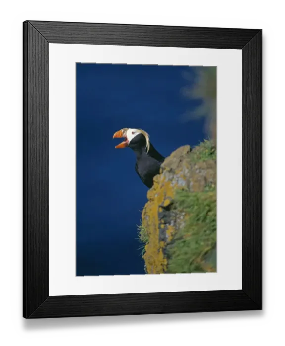 Framed Print : Tufted Puffin, Lunda cirrhata, on cliff top, St Paul Island, Pribilof Islands, Bering Sea
