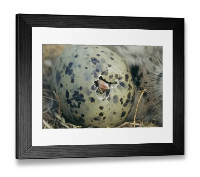 Framed Print : Herring Gull, Larus argentatus, chick hatching, Craigleath, Scotland, June Framed Print : Herring Gull, Larus argentatus, chick hatching, Craigleath, Scotland, June
