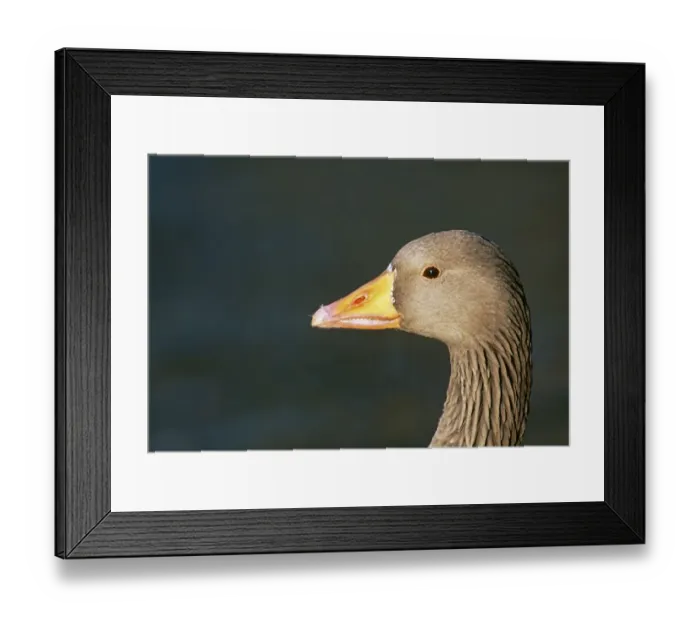 Framed Print : Greylag Goose, Anser anser, Scotland Framed Print : Greylag Goose, Anser anser, Scotland