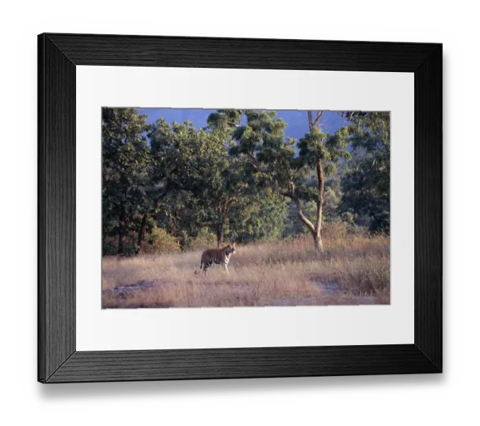 Framed Print : Bengal Tiger Panthera tigris, female in Bandavgarh National Park, India Framed Print : Bengal Tiger Panthera tigris, female in Bandavgarh National Park, India