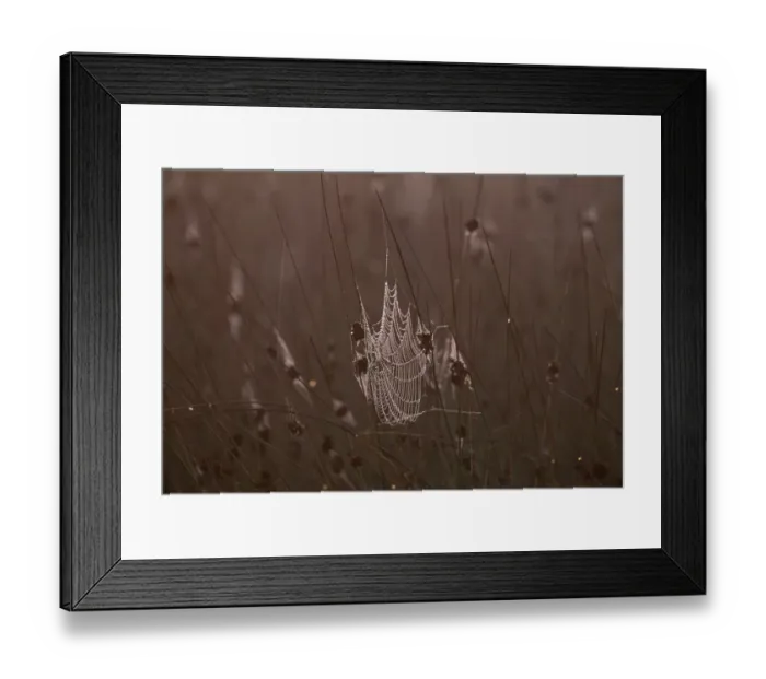 Framed Print : Spiders web covered in dew in early morning, Kent, UK, autumn Framed Print : Spiders web covered in dew in early morning, Kent, UK, autumn