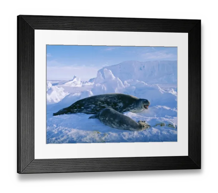 Framed Print : Weddell Seal with pup, Leptonychotes weddellii, on sea ice of Weddell Sea, Antarctica Framed Print : Weddell Seal with pup, Leptonychotes weddellii, on sea ice of Weddell Sea, Antarctica