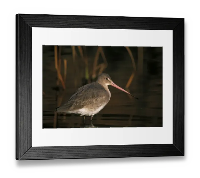 Framed Print : Black-tailed Godwit, Limosa limosa, winter, UK Framed Print : Black-tailed Godwit, Limosa limosa, winter, UK