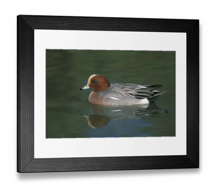 Framed Print : Wigeon, Anas penelope, male, UK Framed Print : Wigeon, Anas penelope, male, UK