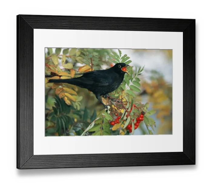 Framed Print : Blackbird, Turdus merula, male feeding on Rowan berries in Kentish garden, October