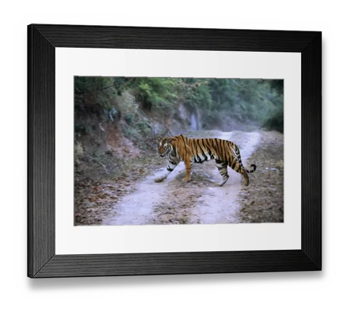 Framed Print : Bengal Tiger, Panthera tigris, female crossing track, in Bandavgarh National Park, India