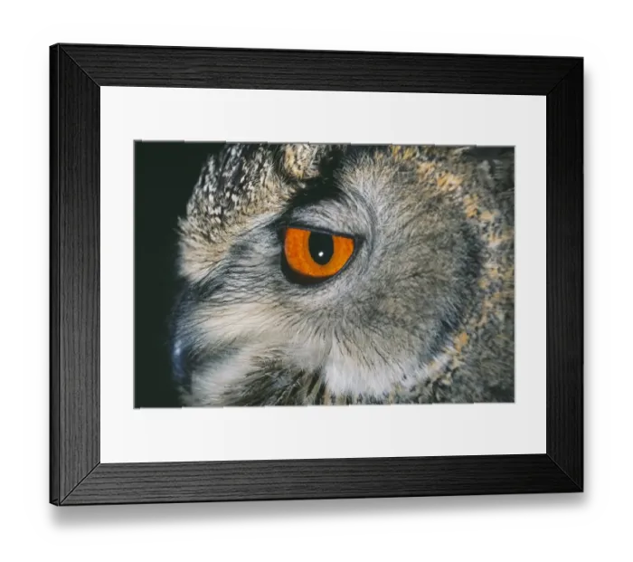 Framed Print : Eagle Owl, Bubo bubo, close up of eye Framed Print : Eagle Owl, Bubo bubo, close up of eye