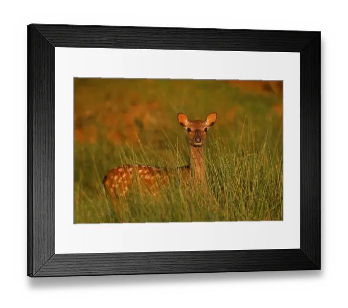Framed Print : Sika Deer (doe) Cervus nippon, Kent, summer Framed Print : Sika Deer (doe) Cervus nippon, Kent, summer