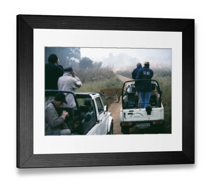 Framed Print : Bengal Tiger, Panthera tigris, male crossing track with tourists looking on, Bandavgarh Framed Print : Bengal Tiger, Panthera tigris, male crossing track with tourists looking on, Bandavgarh