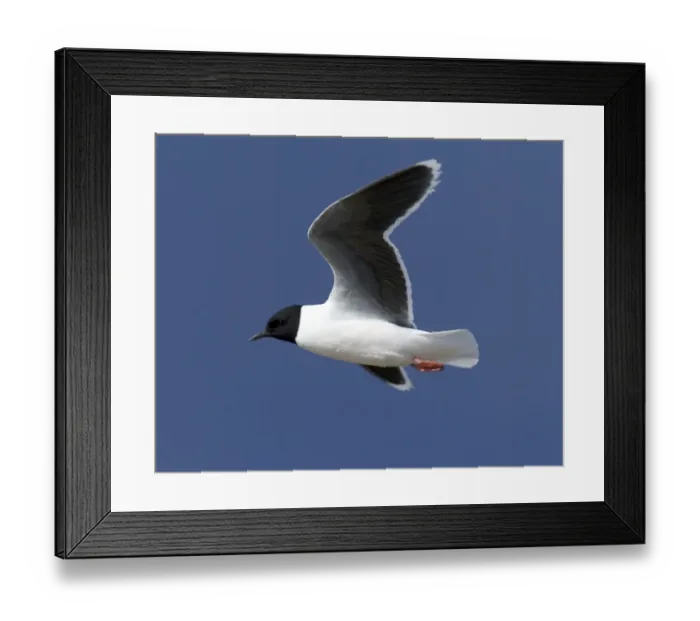Framed Print : Little Gull, adult, Larus minutus, Finland, July Framed Print : Little Gull, adult, Larus minutus, Finland, July