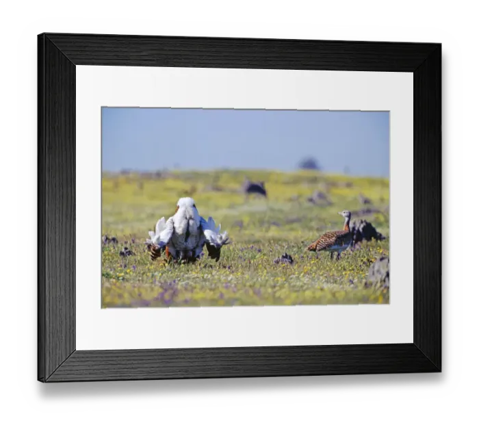 Framed Print : Great Bustard Otis tarda male in display on Spanish Steppes Extremadura Spain April Framed Print : Great Bustard Otis tarda male in display on Spanish Steppes Extremadura Spain April
