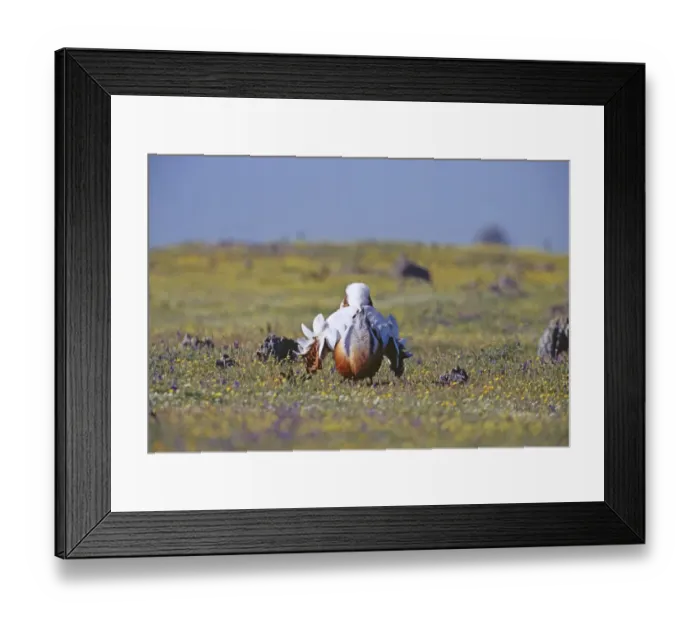 Framed Print : Great Bustard, Otis tarda, male displaying on Spanish Steppes, Extremadura, Spain Framed Print : Great Bustard, Otis tarda, male displaying on Spanish Steppes, Extremadura, Spain