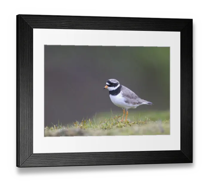 Framed Print : Ringed Plover, Charadrius hiaticula, adult in pouring rain, Shetland, June Framed Print : Ringed Plover, Charadrius hiaticula, adult in pouring rain, Shetland, June