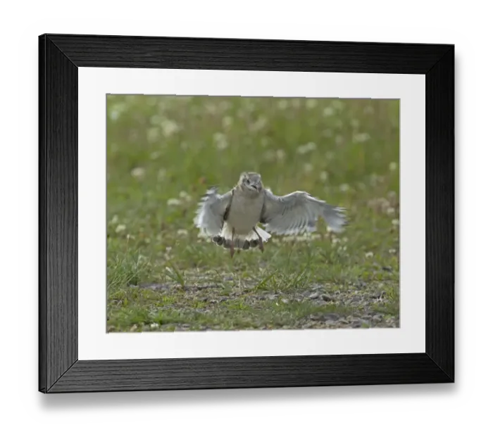 Framed Print : Little Gull, Larus minutus, juvenile practising flying at colony, Finland, July Framed Print : Little Gull, Larus minutus, juvenile practising flying at colony, Finland, July