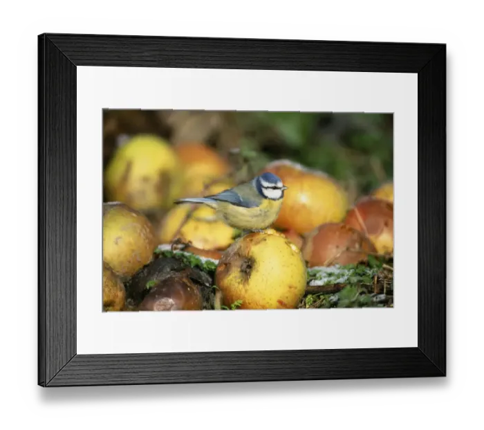 Framed Print : Blue Tit, Parus, caeruleus, Kent, UK, October Framed Print : Blue Tit, Parus, caeruleus, Kent, UK, October