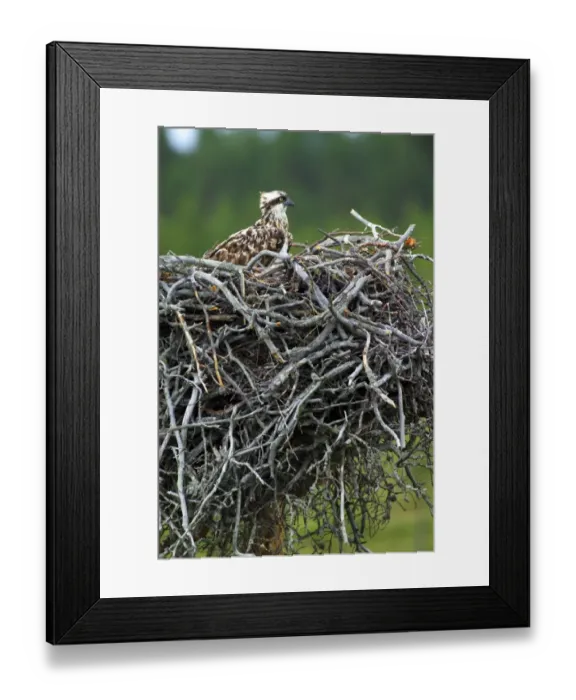 Framed Print : Osprey, Pandion haliaeetus, female on nest in rain, Finland, July Framed Print : Osprey, Pandion haliaeetus, female on nest in rain, Finland, July