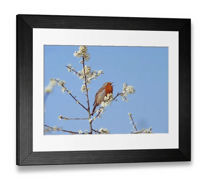 Framed Print : Robin, Erithacus rubecula, in song in blooming Blackthorn bush, UK Framed Print : Robin, Erithacus rubecula, in song in blooming Blackthorn bush, UK