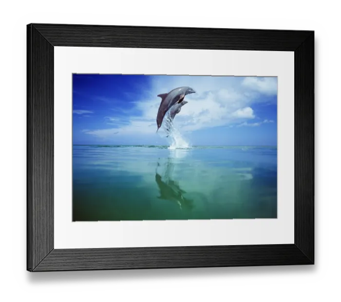 Framed Print : Bottlenose Dolphins, Tursiops truncatus Caribbean