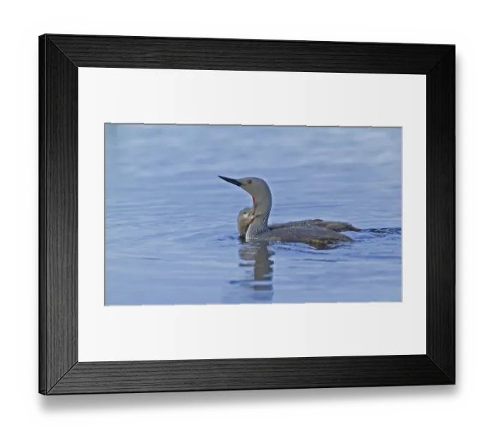 Framed Print : Red-throated Diver, Gavia stellata, adult with young Framed Print : Red-throated Diver, Gavia stellata, adult with young