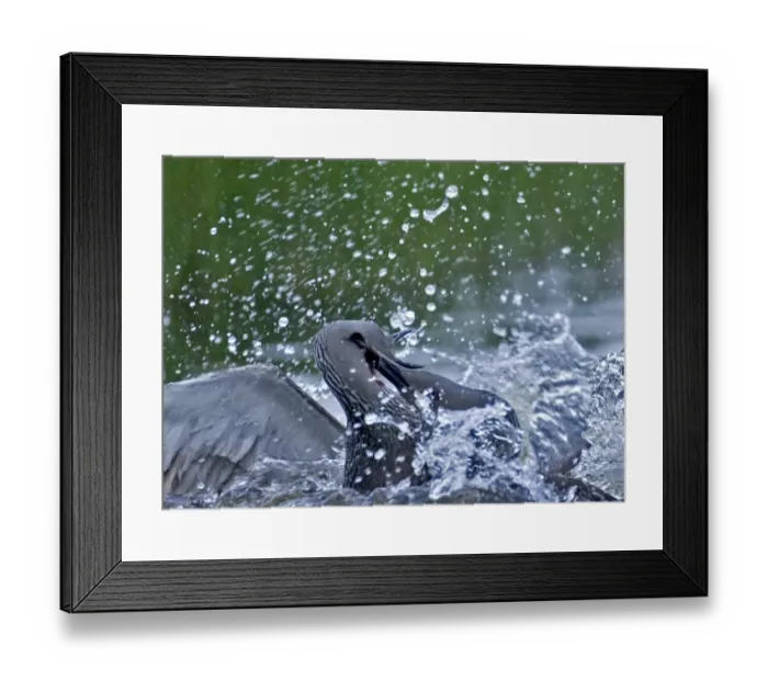 Framed Print : Red-throated Diver, Gavia stellata, adults in fight Framed Print : Red-throated Diver, Gavia stellata, adults in fight